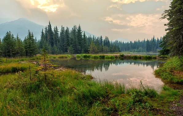 Лес, облака, деревья, горы, туман, озеро, Аляска, Denali National Park