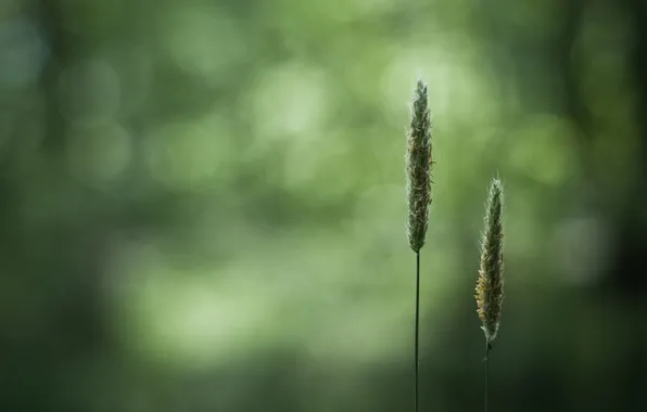 Картинка пшеница, поле, трава, природа, обои, колоски, колосья, макро фото