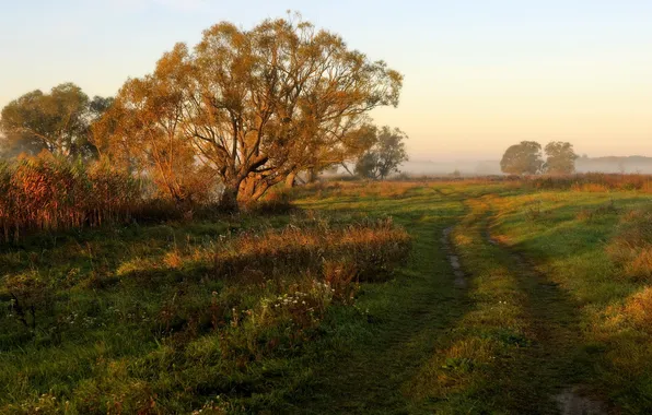 Картинка дорога, поле, утро