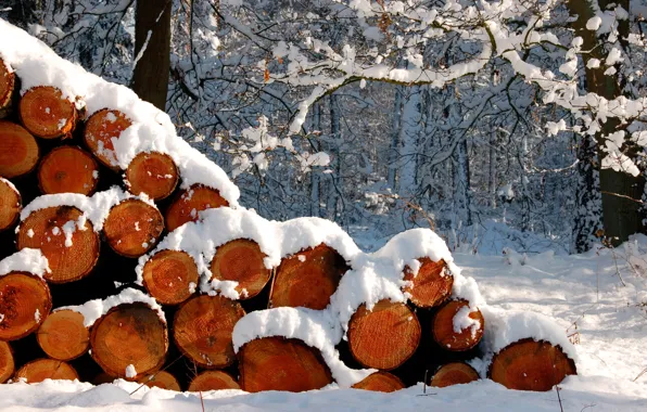 Снег, бревна, зимний лес