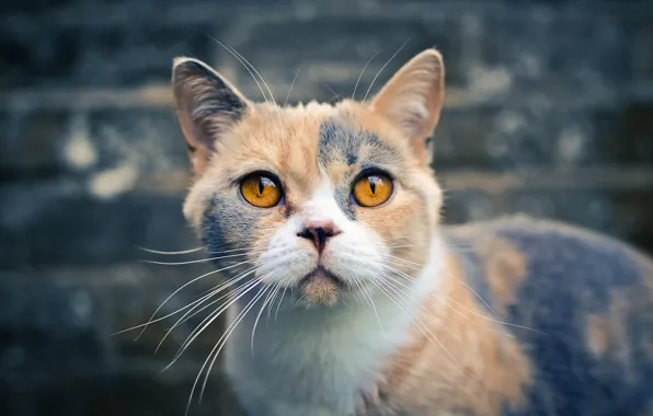 Картинка кошка, взгляд, Британская короткошёрстная
