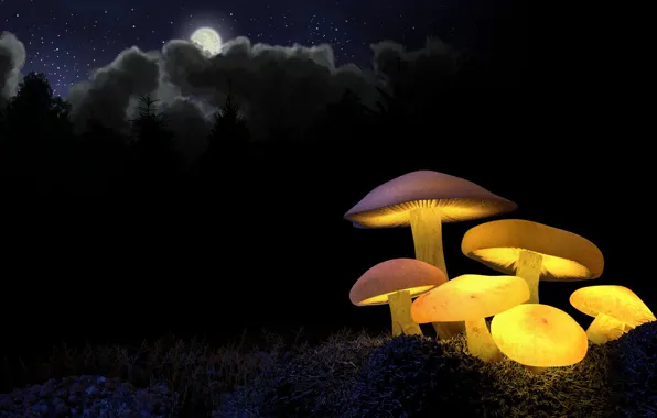 Картинка лес, свет, ночь, желтый, луна, грибы, свечение, ели