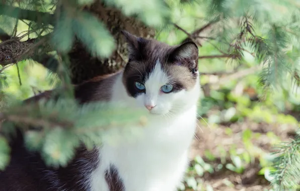 Кошка, кот, взгляд, ветки, природа, поза, мордашка, хвоя