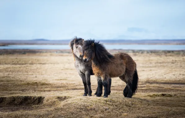 Природа, простор, пара, пони, Лошади, Исландия