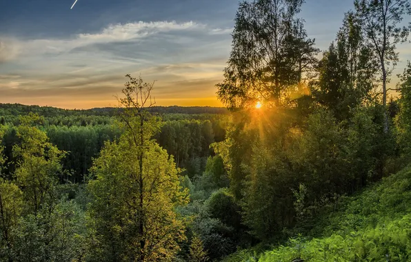 Зелень, лес, лето, небо, солнце, облака, лучи, свет