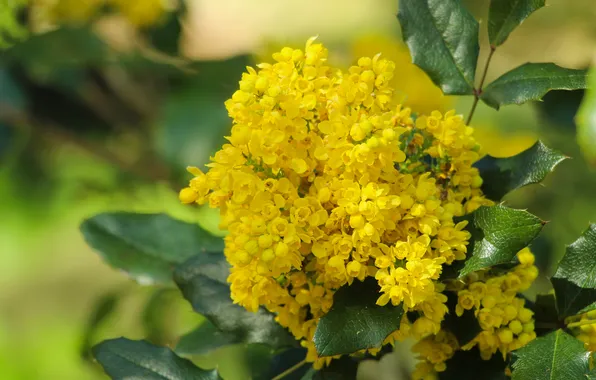 Yellow, leafs, spring, blooming