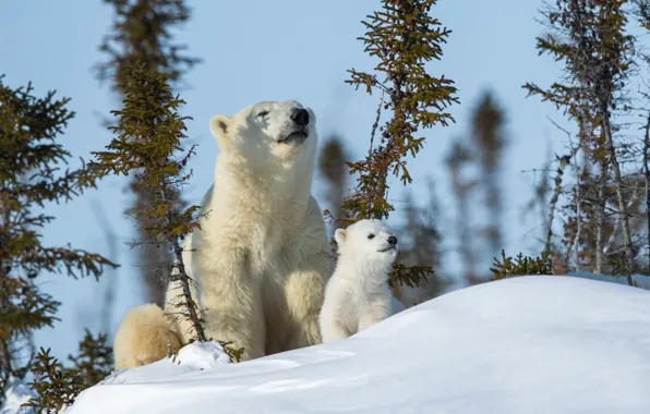 Картинка зима, животные, снег, природа, медведи, медвежонок, детёныш, белые медведи