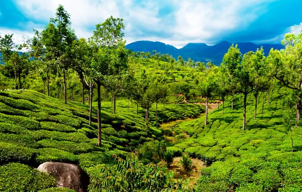 Зелень, деревья, горы, поля, Индия, Kerala