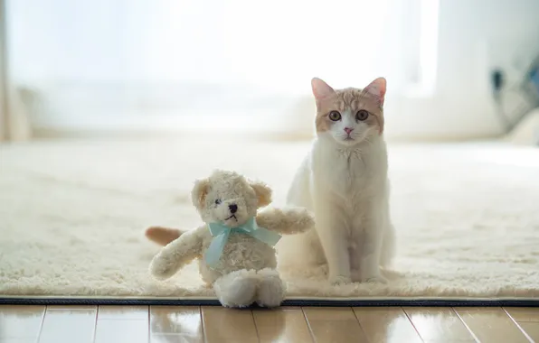 Картинка кошка, дом, игрушка, torode