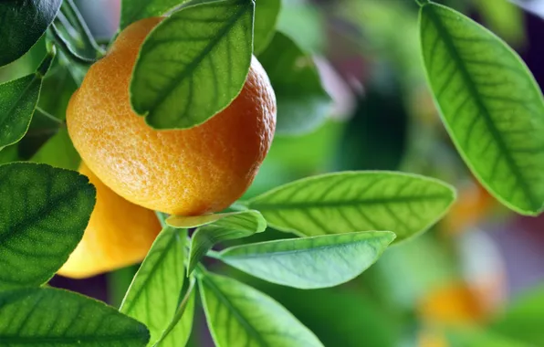 Картинка макро, апельсины, фрукты, leaves, fruits, oranges