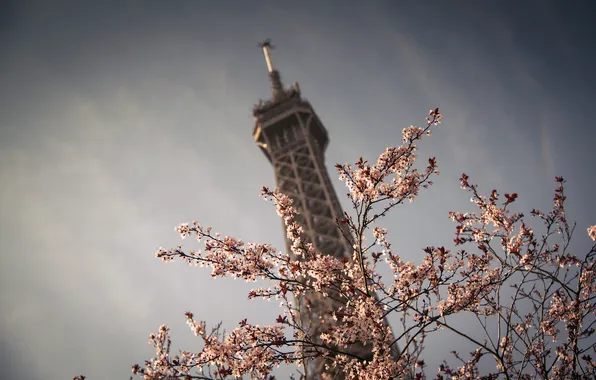 Картинка небо, цветы, природа, город, дерево, Франция, Париж, весна