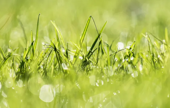 Картинка трава, свет, природа, зеленый, green, растения, light, grass