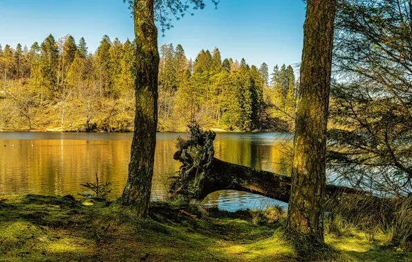 Осень, лес, небо, свет, деревья, берег, сосны, бревно