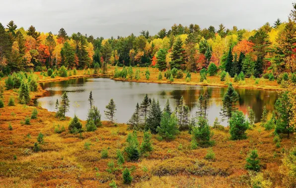 Картинка осень, лес, природа, озеро, фото