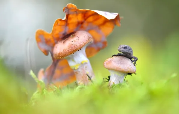 Картинка макро, природа, лист, грибы, ящерица, Макеев Алексей