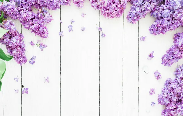 Цветы, фон, весна, flowers, сирень, lilac