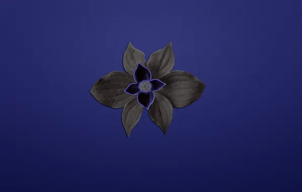 Картинка цветок, растение, синий фон