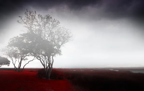 Картинка осень, деревья, туман