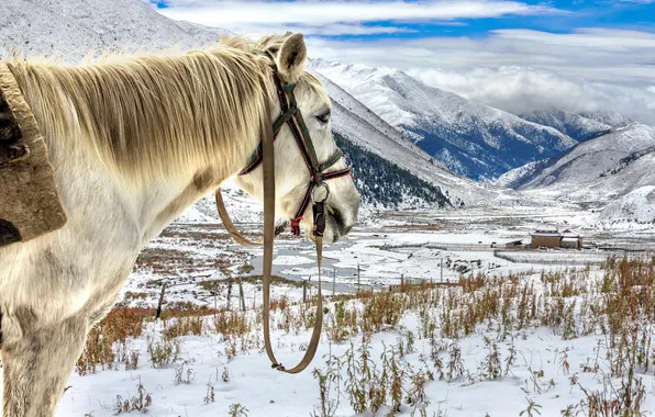 Снег, пейзаж, горы, horse