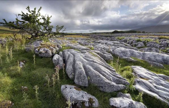 Картинка поле, пейзаж, камни, дерево, England, North Yorkshire