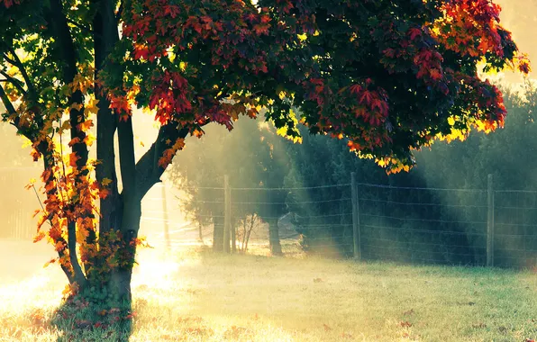 Картинка осень, дерево, Природа, солнечный свет, изгородь