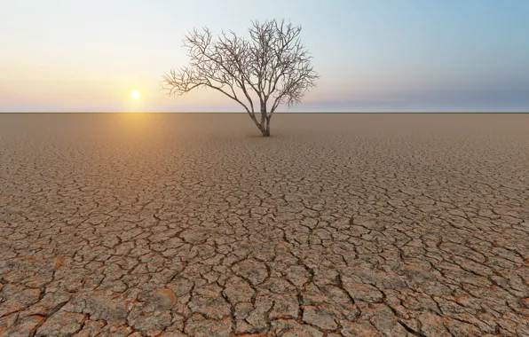 Tree, sun, horizon, dry land, climate change