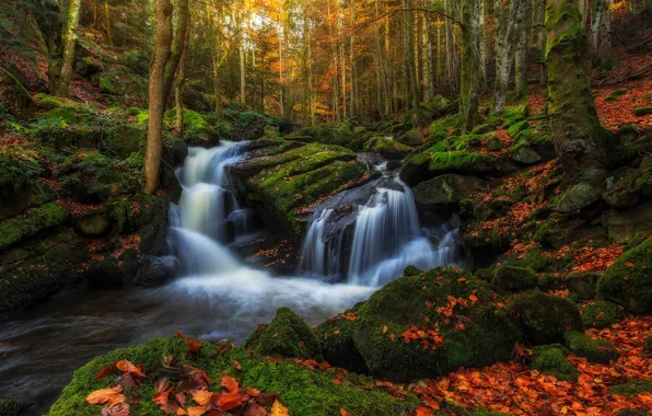 Картинка осень, лес, вода, деревья, ручей, камни, листва, Франция