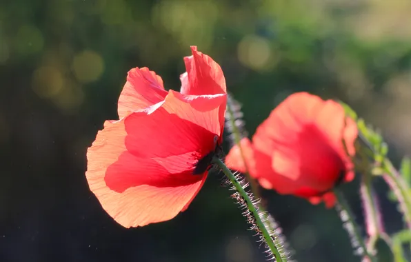 Red, flower, poppy