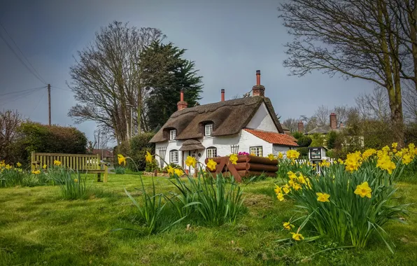 Картинка Англия, весна, домики, нарциссы, Appleby