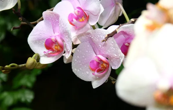 Макро, Цветы, крым, орхидеи
