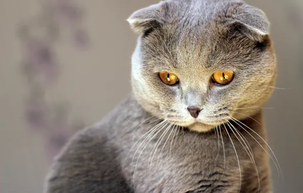 Картинка кошка, кот, взгляд, серый