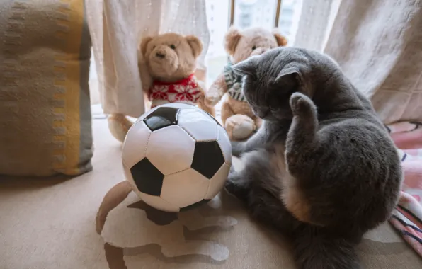 Кошка, кот, поза, серый, комната, игрушки, пол, занавески