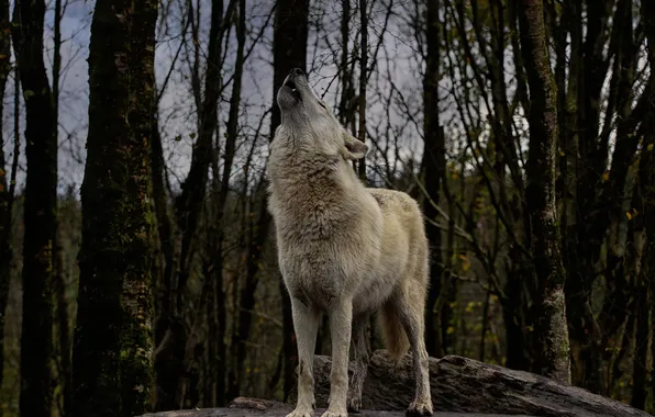 Картинка nature, snow, predator, face, animal, wolf, wildlife, portrait