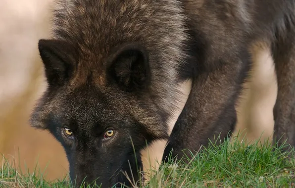 Nature, snow, predator, face, animal, wolf, wildlife, portrait