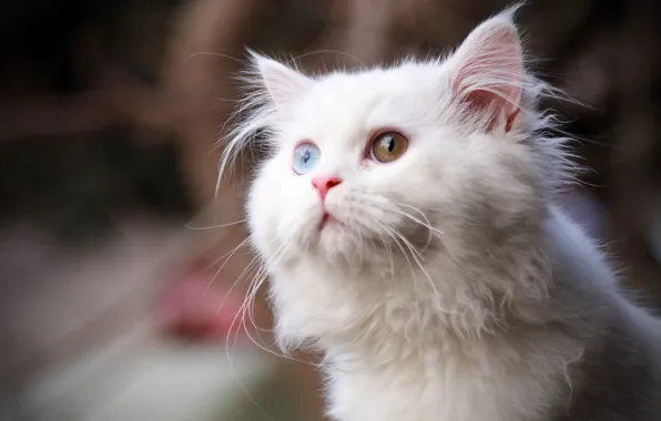 Картинка кошка, белый, глаза, кот, взгляд, пушистый