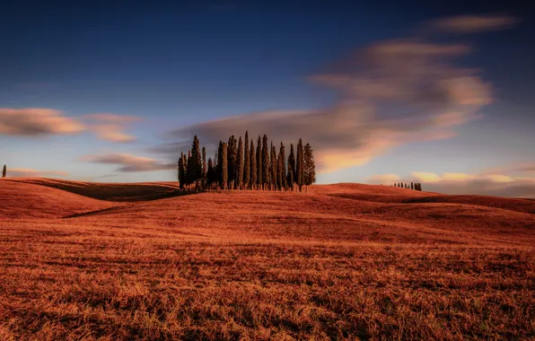 Картинка поле, облака, деревья, Италия, Italy, кипарисы, Тоскана, Tuscany