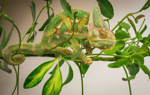 Картинка природа, фон, Chameleon