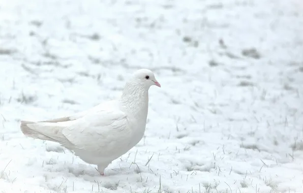 Зима, снег, птица