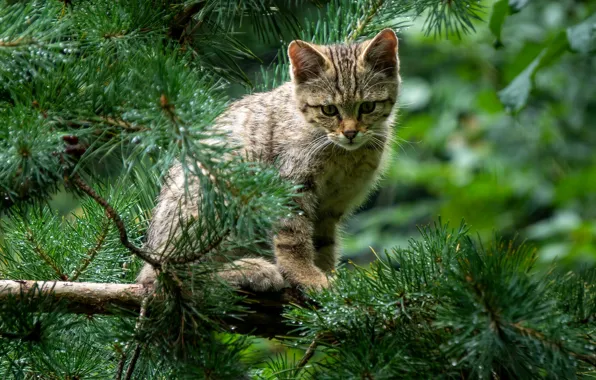 Кошка, кот, ветки, котенок, котёнок, сидит, хвоя, сосна