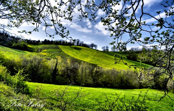 Картинка зелень, деревья, поля, весна, Fabry