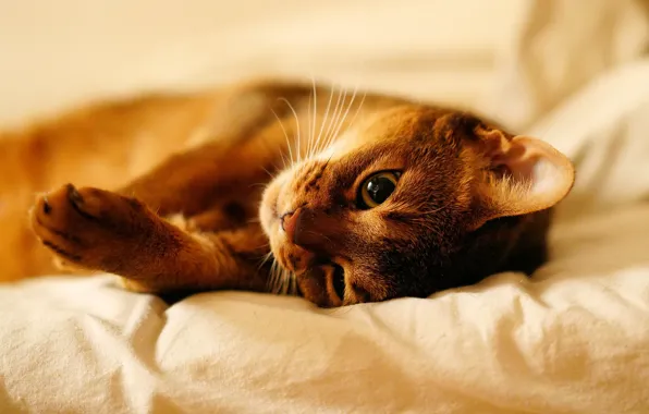 Кошка, кот, взгляд, морда, поза, отдых, лапы, постель