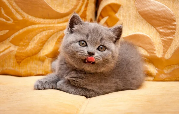 Язык, кошка, взгляд, поза, котенок, серый, диван, лежит