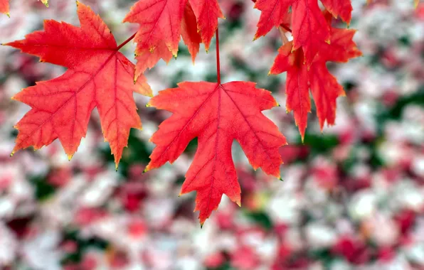 Листья, макро, красный, фон, widescreen, обои, размытие, листик