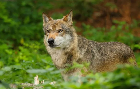 Картинка nature, predator, animal, wolf, wildlife, portrait, portrait., Canis lupus. face