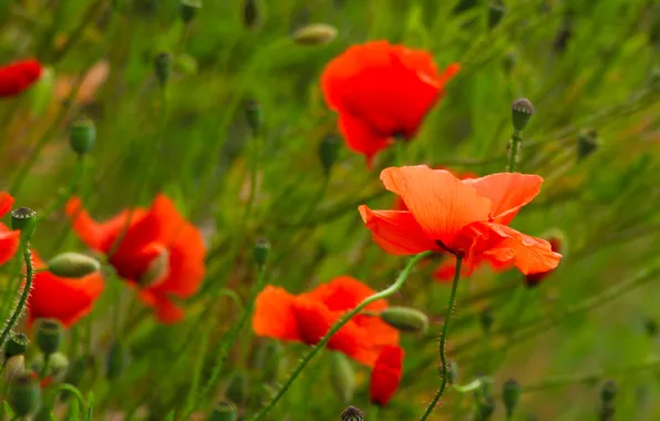 Red, flower, poppy