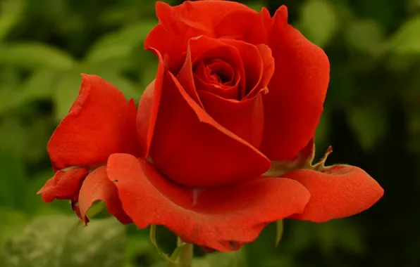 Роза, red, красная, Rose