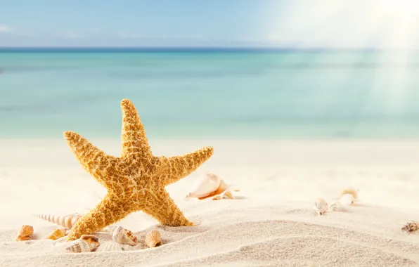 Картинка песок, море, пляж, тропики, ракушки, морская звезда, beach, sea