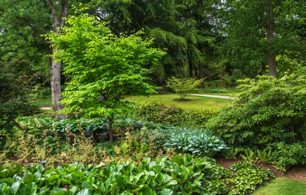 Картинка зелень, трава, деревья, парк, сад, Великобритания, кусты, Harlow Carr Garden