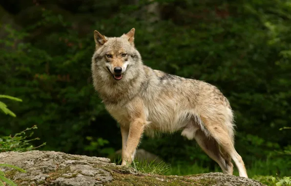 Картинка predator, animal, wolf, stands