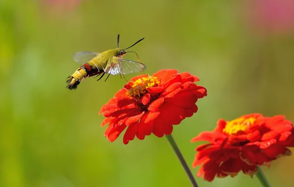 Лето, цветы, природа, шмель